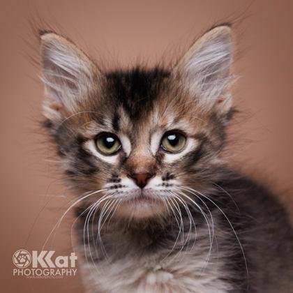 Muffin, Adoptable, Kitten Female Domestic Medium Hair.
