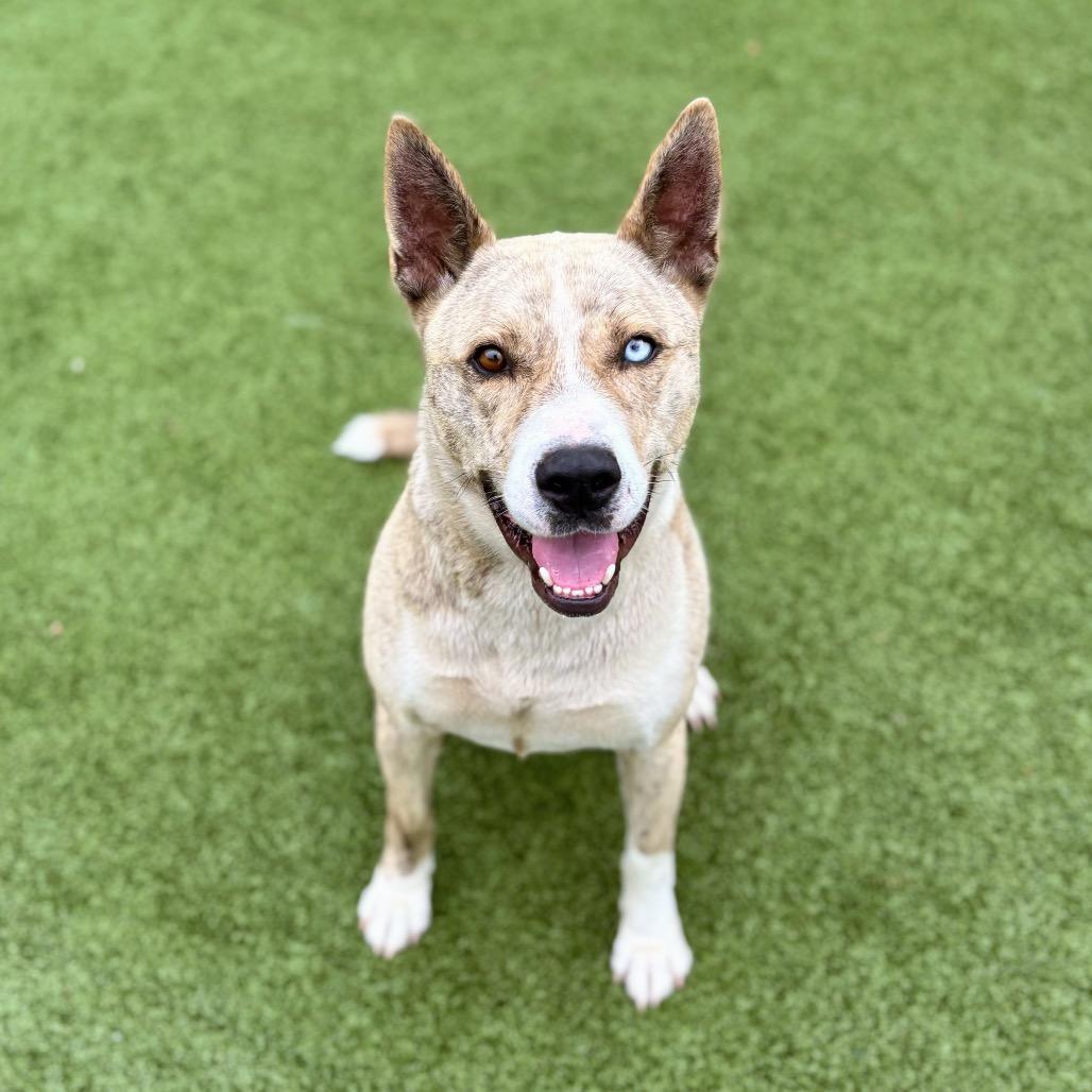 Hades, Adoptable, Young Male Husky.
