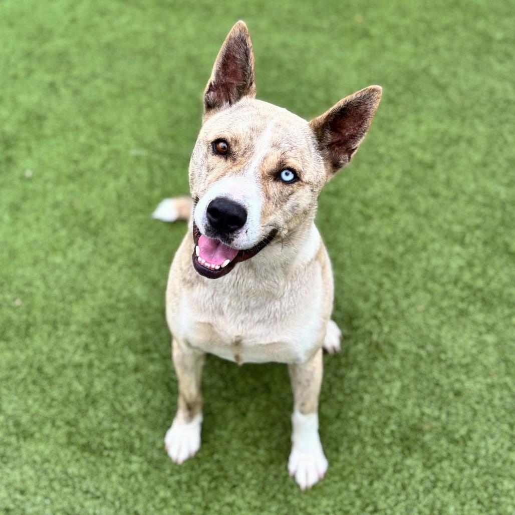 Enlarge Hades, a Adoptable Husky in Nashville, IN image 2/3