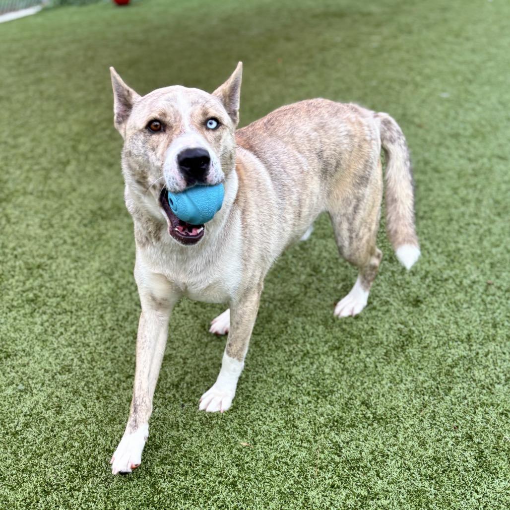 Enlarge Hades, a Adoptable Husky in Nashville, IN image 3/3