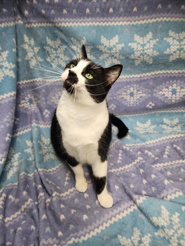 Enlarge Violet Mama, a Adoptable mixed breed in Shelton, WA image 1/4