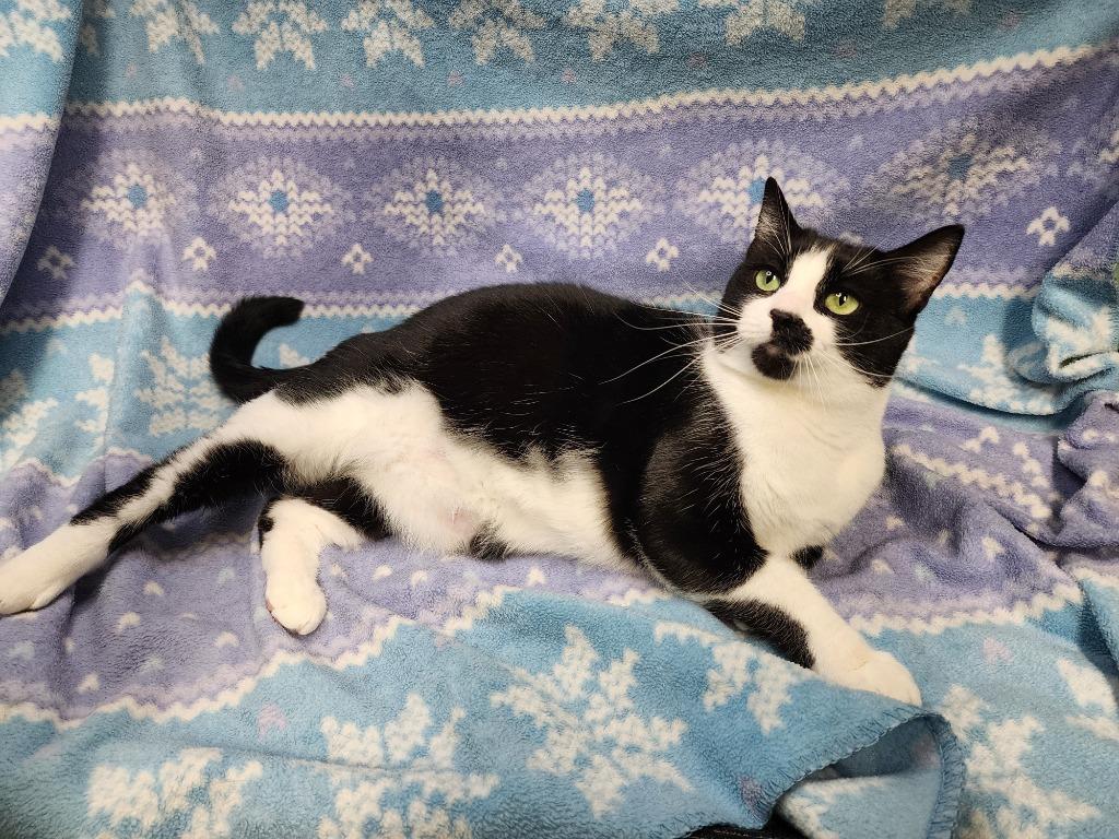 Enlarge Violet Mama, a Adoptable mixed breed in Shelton, WA image 2/4