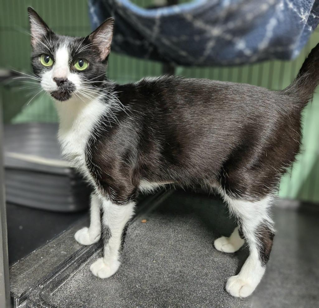 Enlarge Violet Mama, a Adoptable mixed breed in Shelton, WA image 3/4