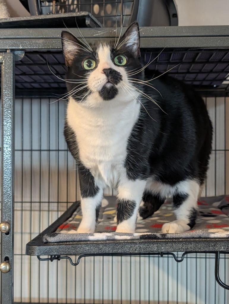 Enlarge Violet Mama, a Adoptable mixed breed in Shelton, WA image 4/5