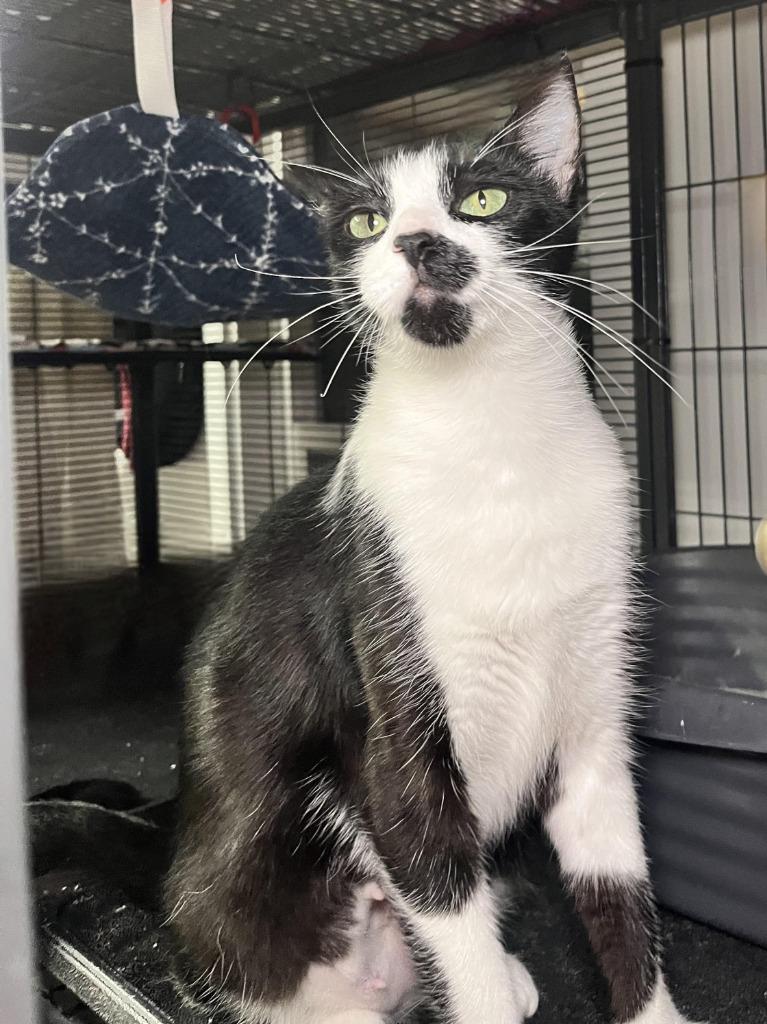 Enlarge Violet Mama, a Adoptable mixed breed in Shelton, WA image 4/4