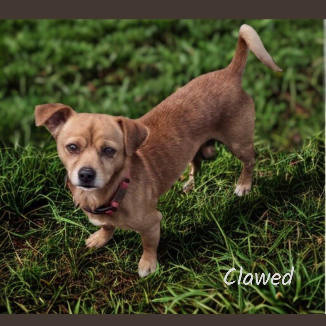 Enlarge Clawed, a ADOPTABLE mixed breed in Shreveport, LA image 1/1
