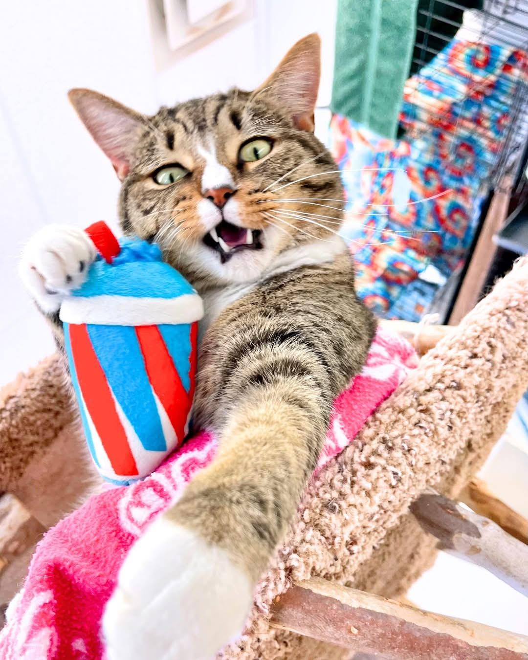 Elmore, a Adoptable Domestic Short Hair in Cincinnati, OH image 2/6