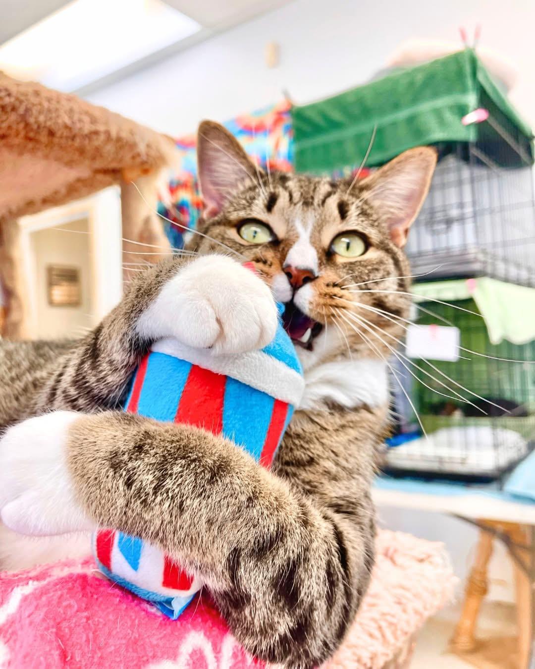 Elmore, a Adoptable Domestic Short Hair in Cincinnati, OH image 1/6