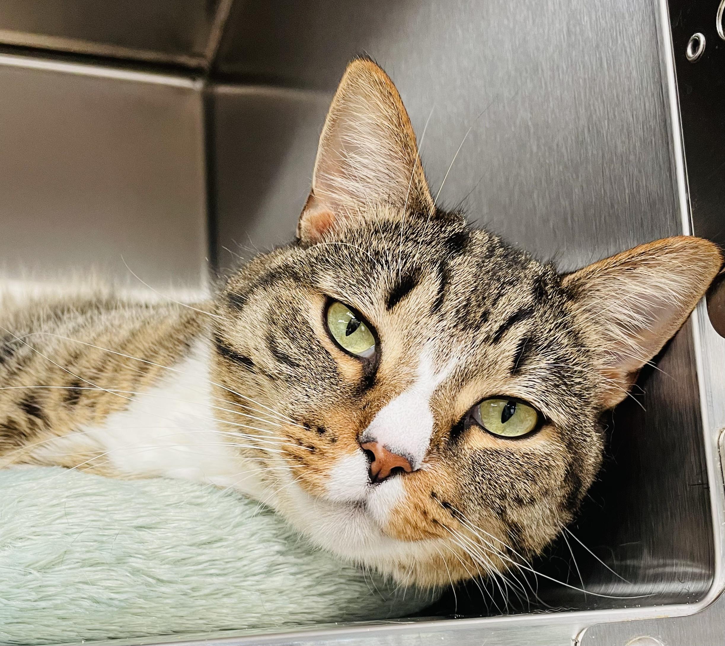 Elmore, Adult Male Domestic Short Hair