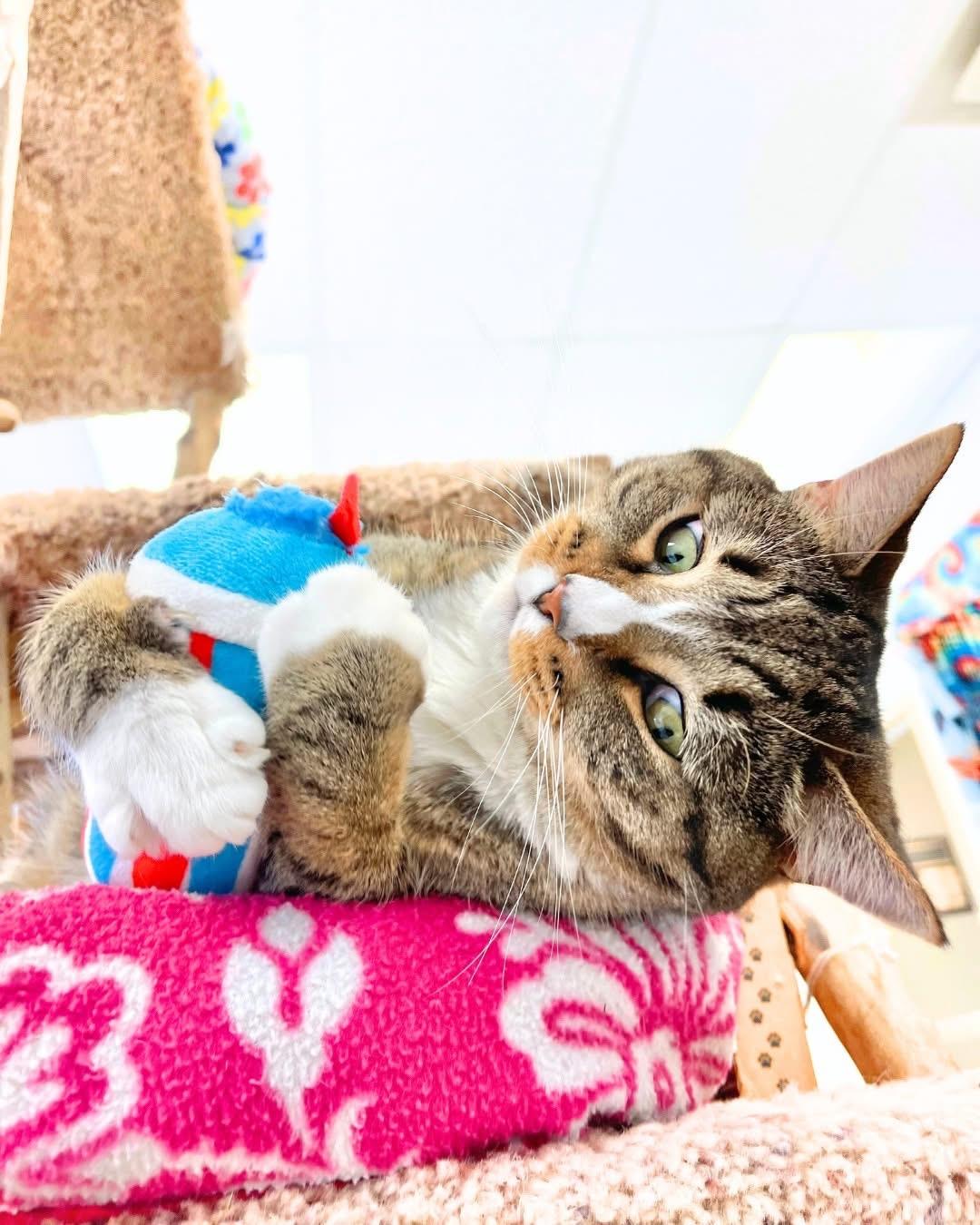 Elmore, a Adoptable Domestic Short Hair in Cincinnati, OH image 4/6