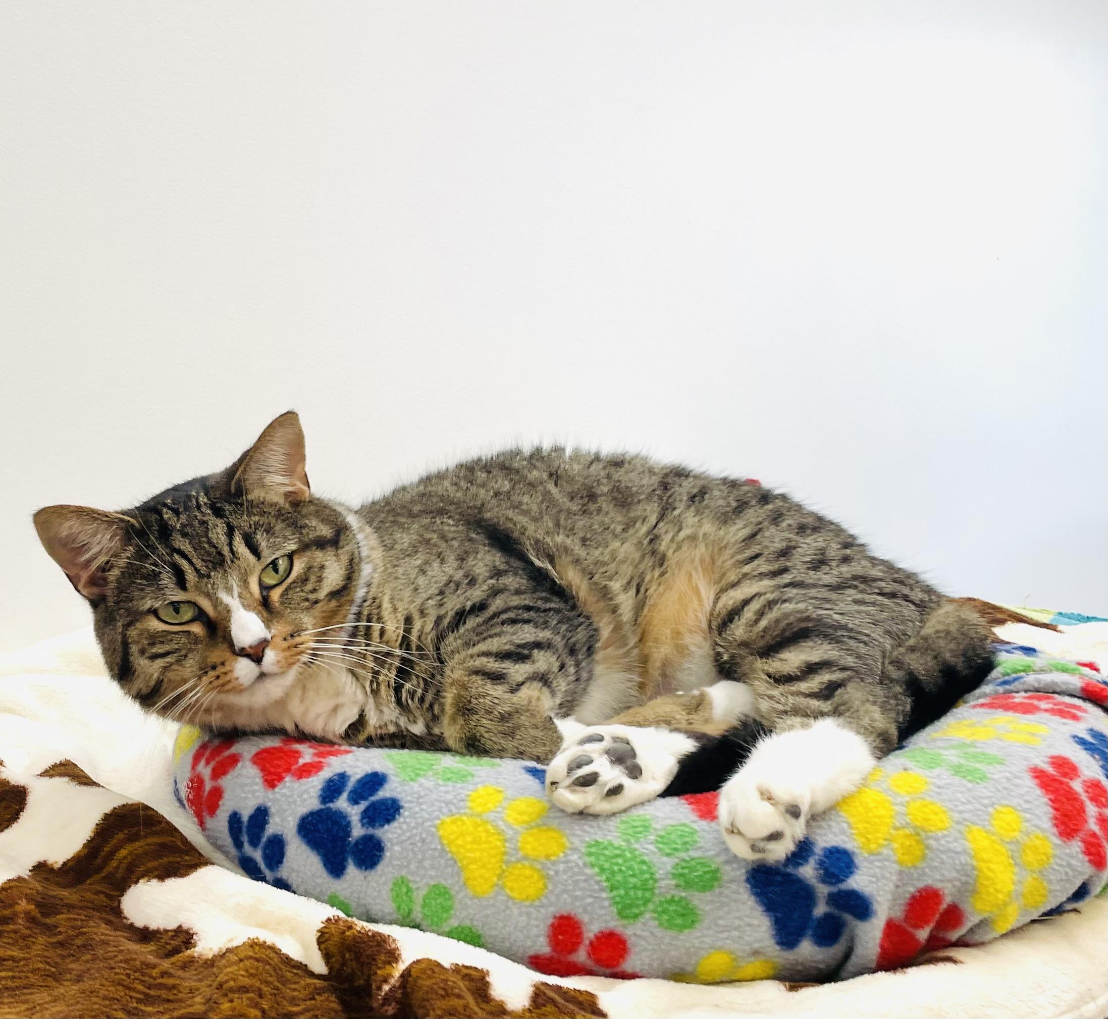 Elmore, a Adoptable Domestic Short Hair in Cincinnati, OH image 5/6