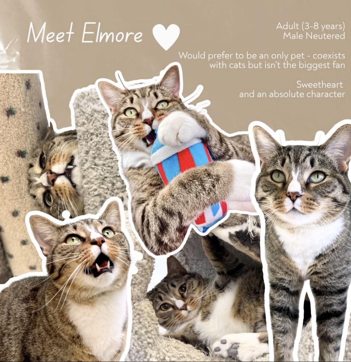 Elmore, Adoptable, Adult Male Domestic Short Hair.