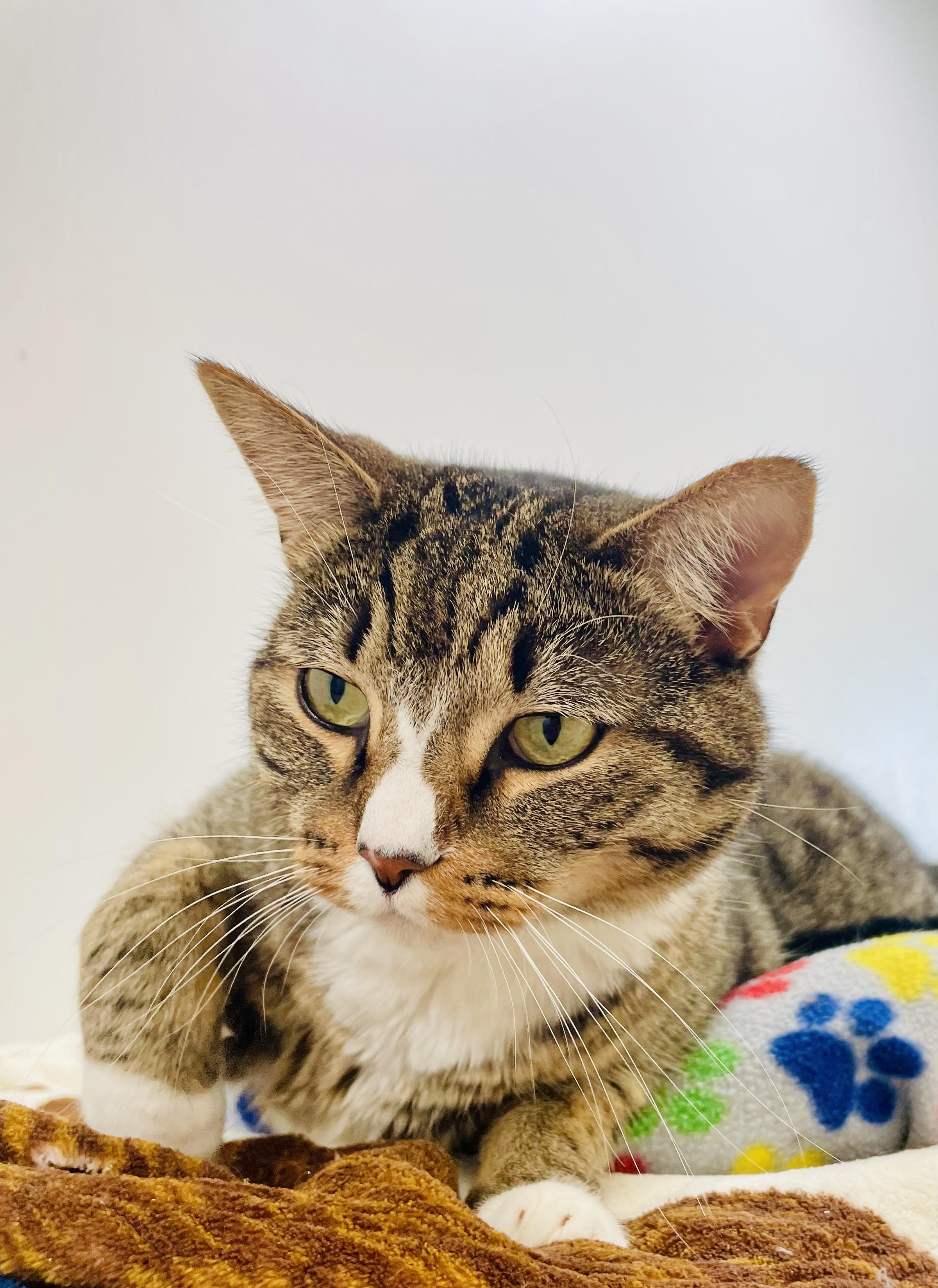 Elmore, a Adoptable Domestic Short Hair in Cincinnati, OH image 6/6