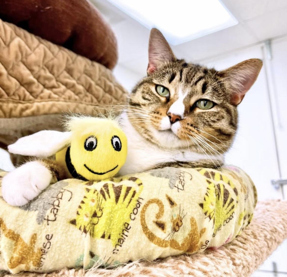 Elmore, a Adoptable Domestic Short Hair in Cincinnati, OH image 3/6