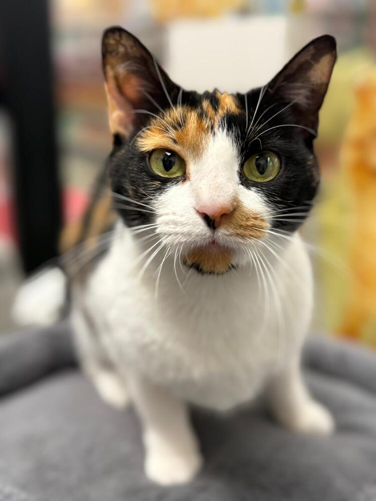 Enlarge Ethel, a Adoptable Domestic Short Hair in Orlando, FL image 1/5