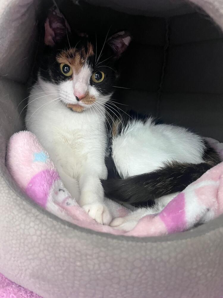 Enlarge Ethel, a Adoptable Domestic Short Hair in Orlando, FL image 2/5