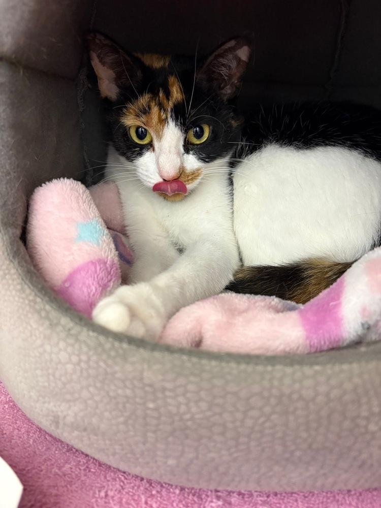 Enlarge Ethel, a Adoptable Domestic Short Hair in Orlando, FL image 3/5