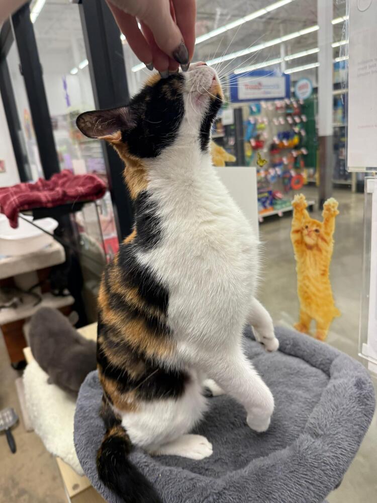Enlarge Ethel, a Adoptable Domestic Short Hair in Orlando, FL image 4/5