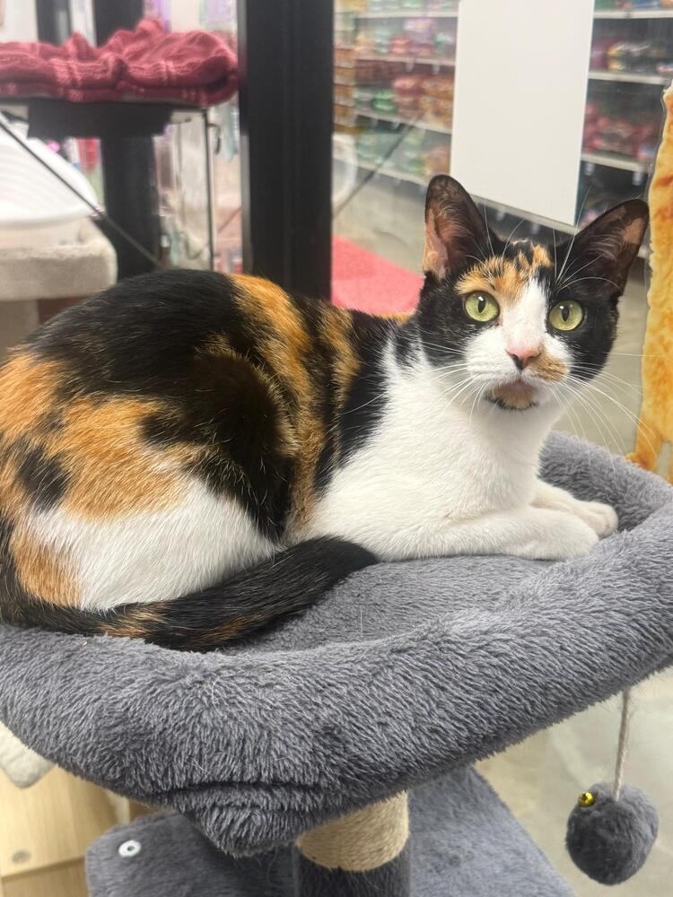 Enlarge Ethel, a Adoptable Domestic Short Hair in Orlando, FL image 5/5