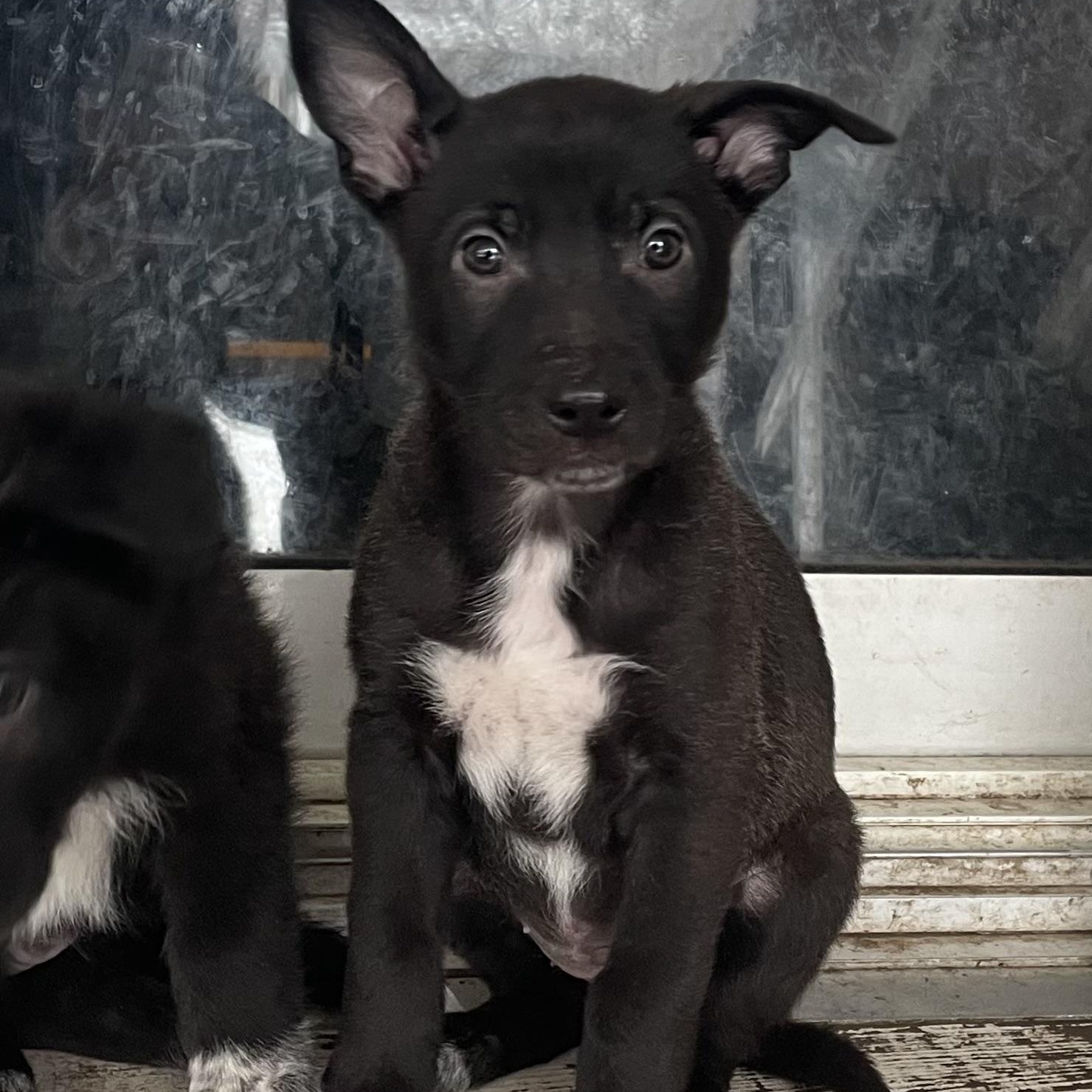 Enlarge Ginger, a Adoptable mixed breed in Brantford, ON image 3/6