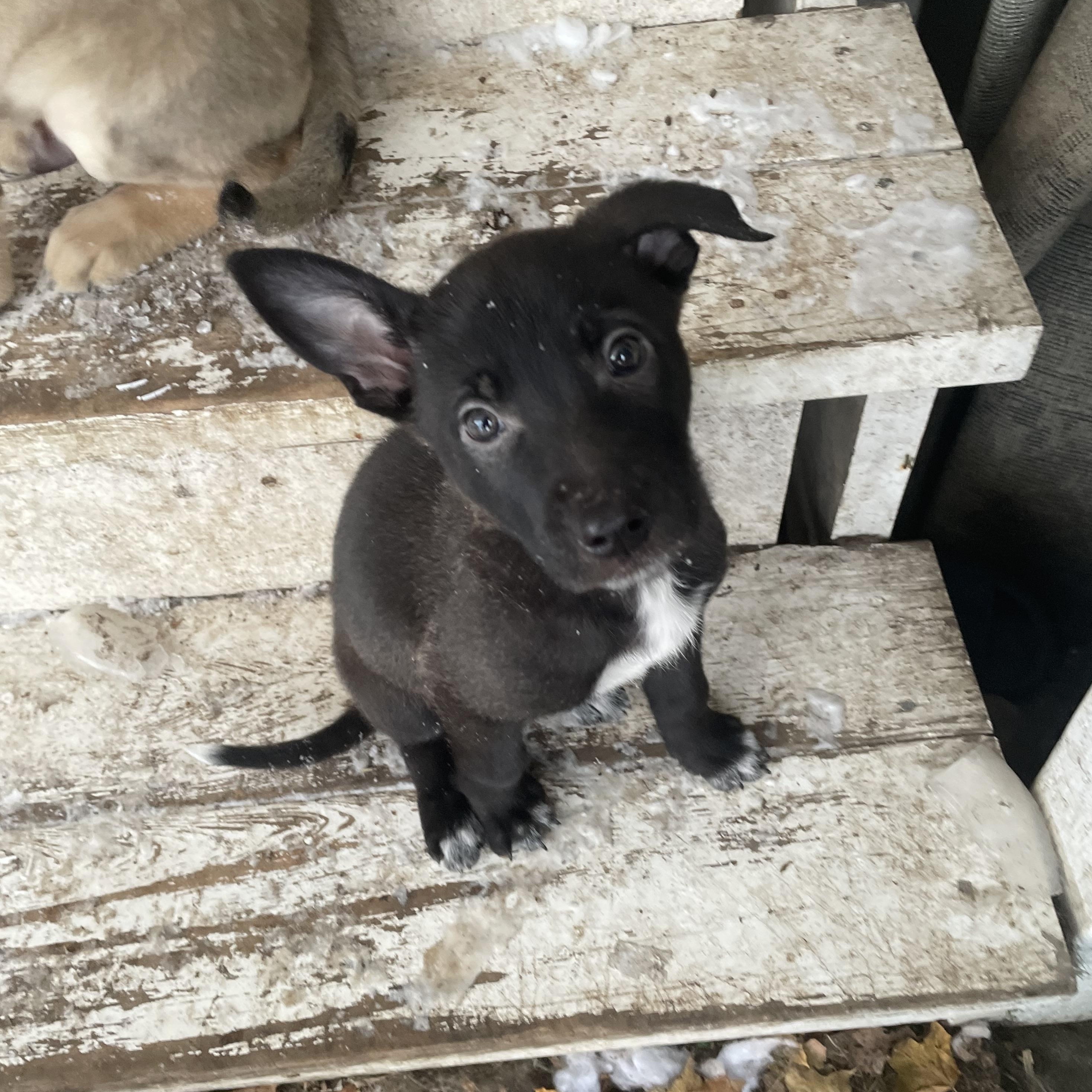 Enlarge Ginger, a Adoptable mixed breed in Brantford, ON image 1/6