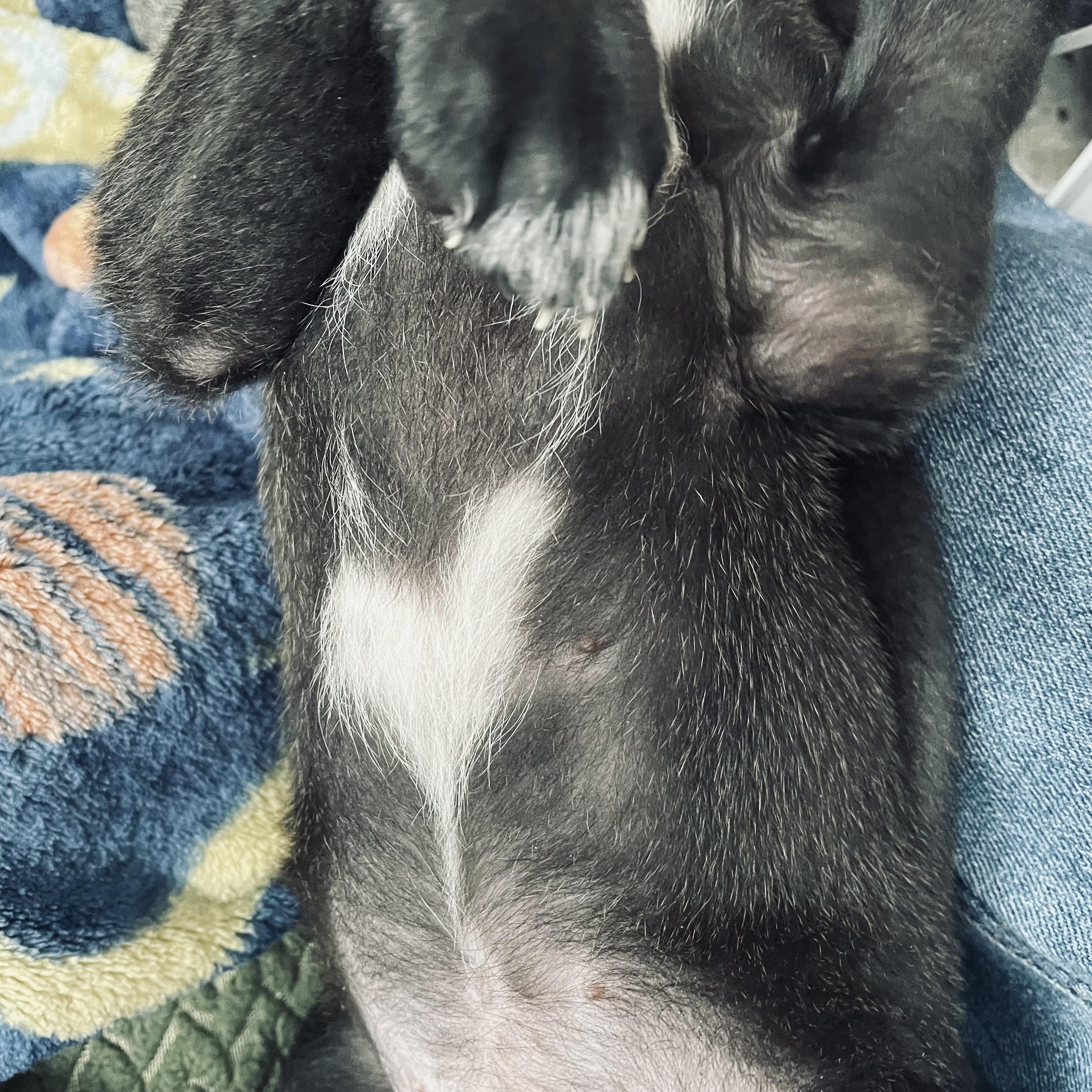 Enlarge Ginger, a Adoptable mixed breed in Brantford, ON image 4/6