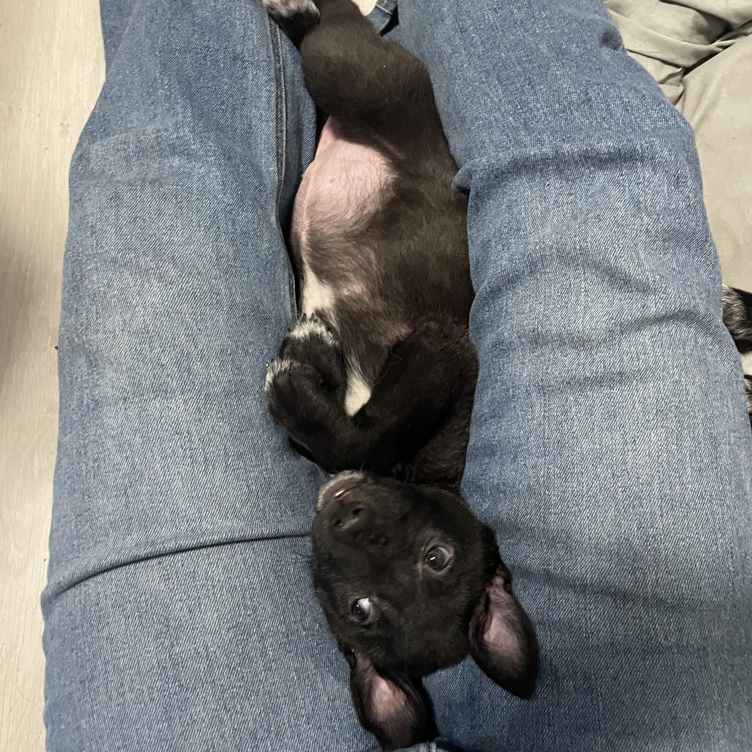 Enlarge Ginger, a Adoptable mixed breed in Brantford, ON image 2/6