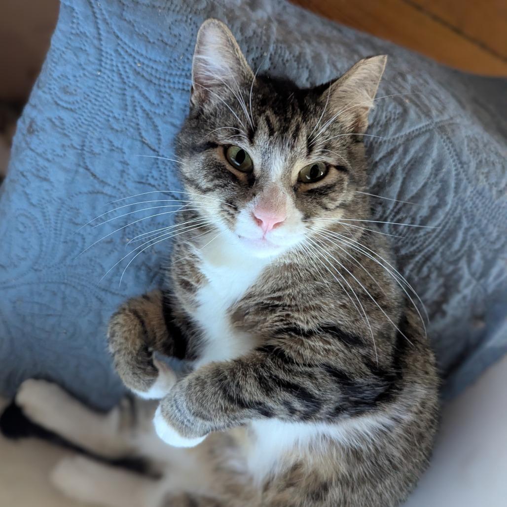 Corey, Adoptable, Adult Male Domestic Short Hair.