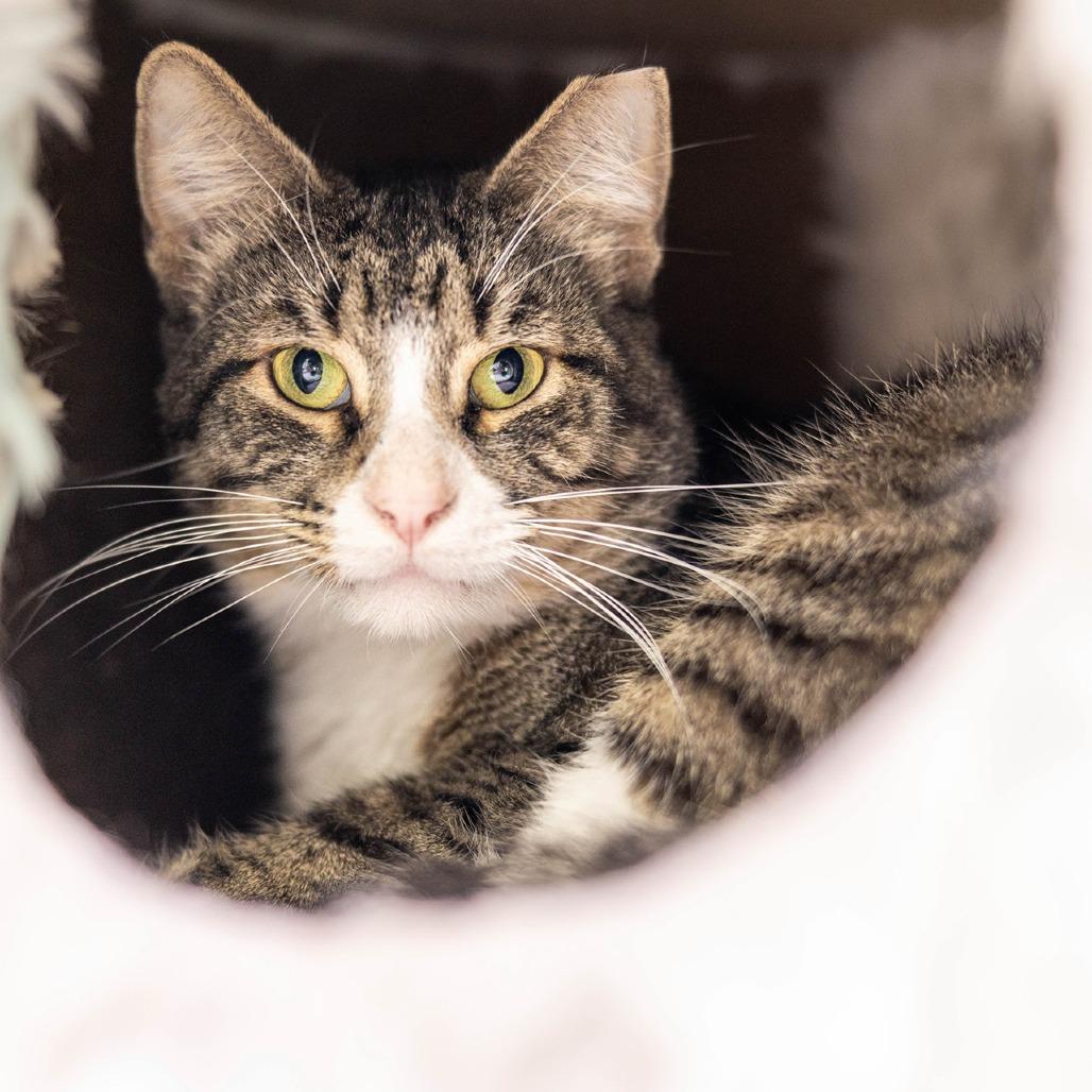 Enlarge Corey, a Adoptable Domestic Short Hair in Jupiter, FL image 2/2