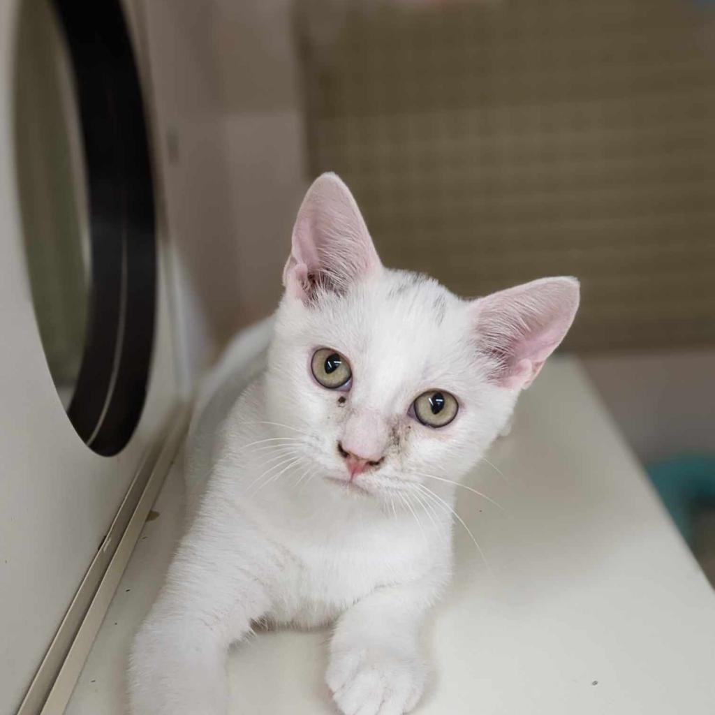 Ruben — thumbnail 2