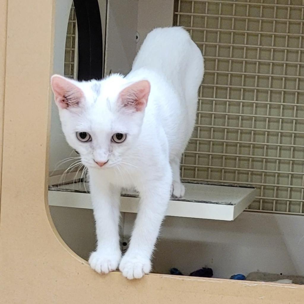 Ruben — thumbnail 6