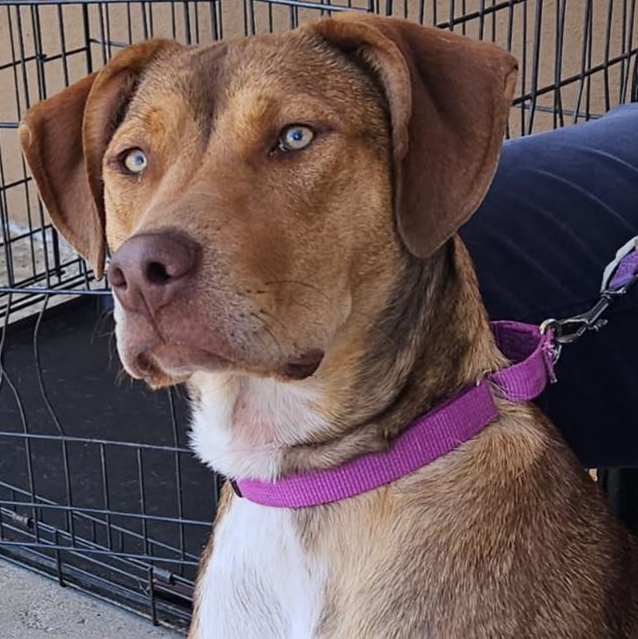 Sweetie, Adoptable, Young Female Foxhound.
