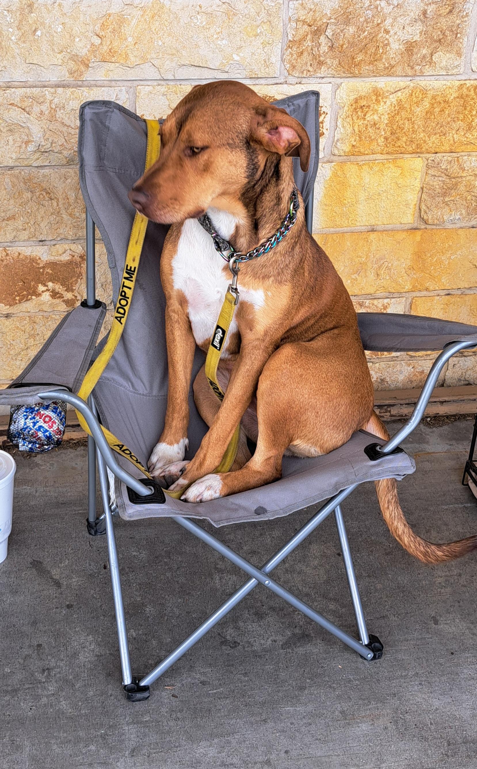 Enlarge Sweetie, a Adoptable mixed breed in Burleson, TX image 3/3