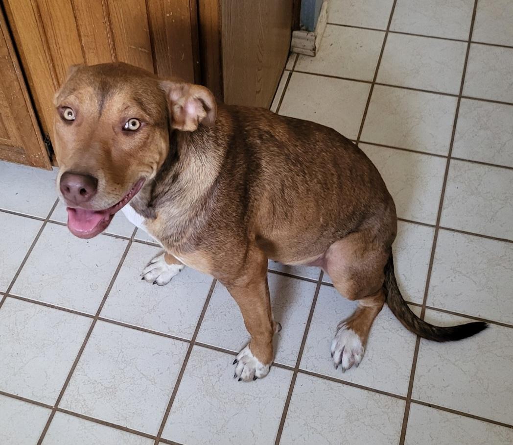 Sweetie, a Adoptable mixed breed in Burleson, TX image 2/2