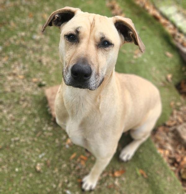 Enlarge Angel, a Adoptable mixed breed in Austin, TX image 1/1