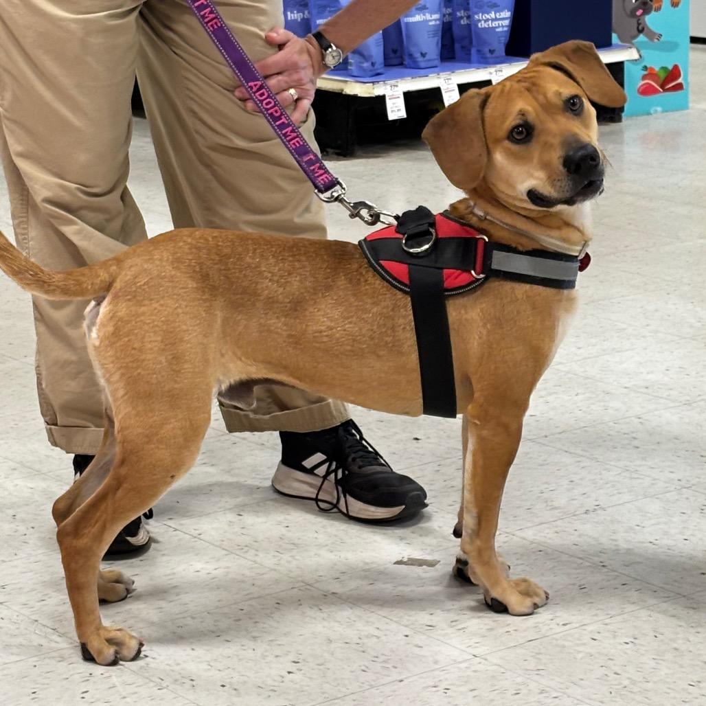 Enlarge Driftwood 26-0017, a Adoptable Mixed Breed in Yanceyville, NC image 2/4