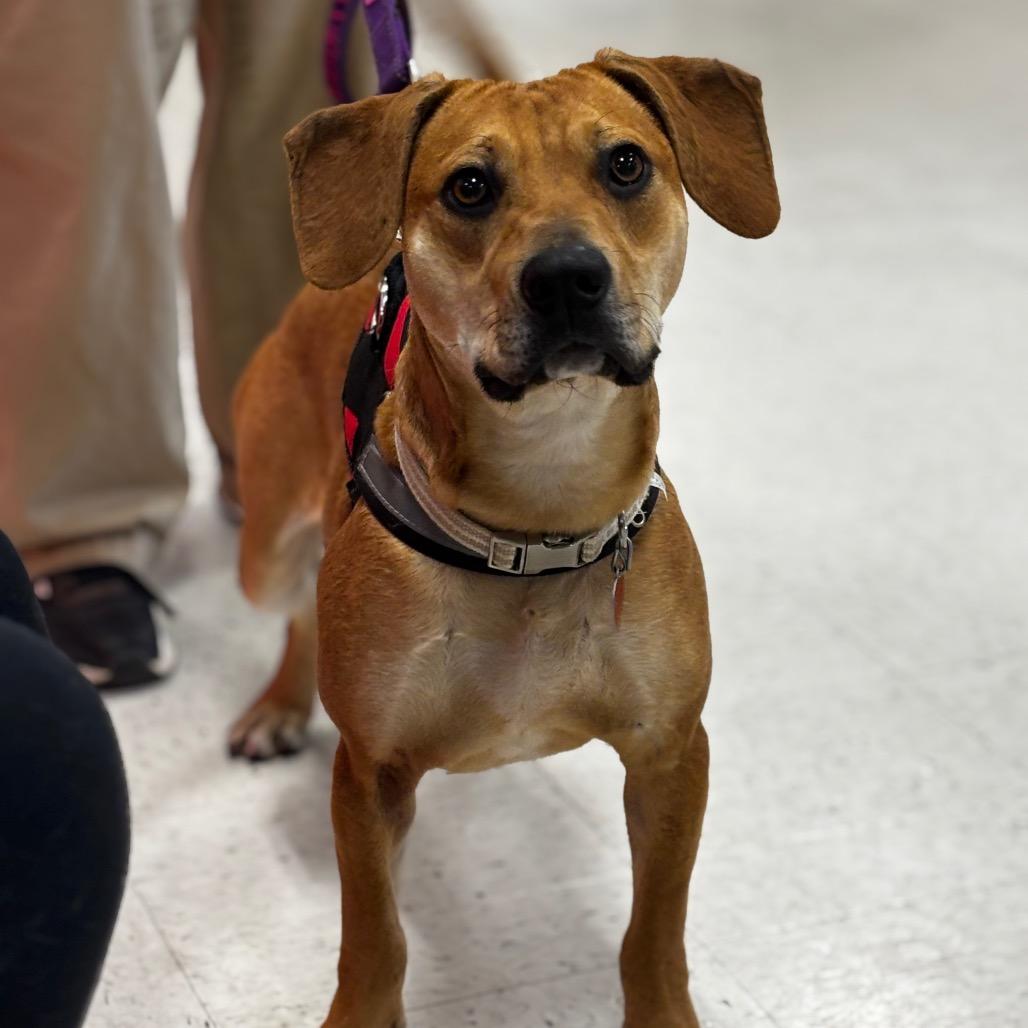 Enlarge Driftwood 26-0017, a Adoptable Mixed Breed in Yanceyville, NC image 3/4
