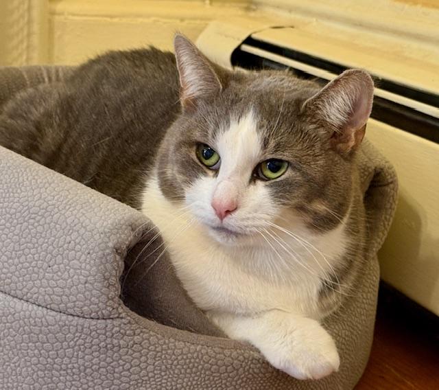 Enlarge Kacey, a Adoptable Domestic Short Hair in Wells, ME image 2/3