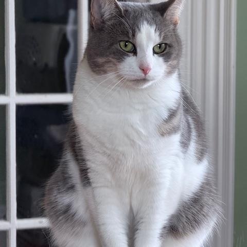 Enlarge Kacey, a Adoptable Domestic Short Hair in Wells, ME image 1/3