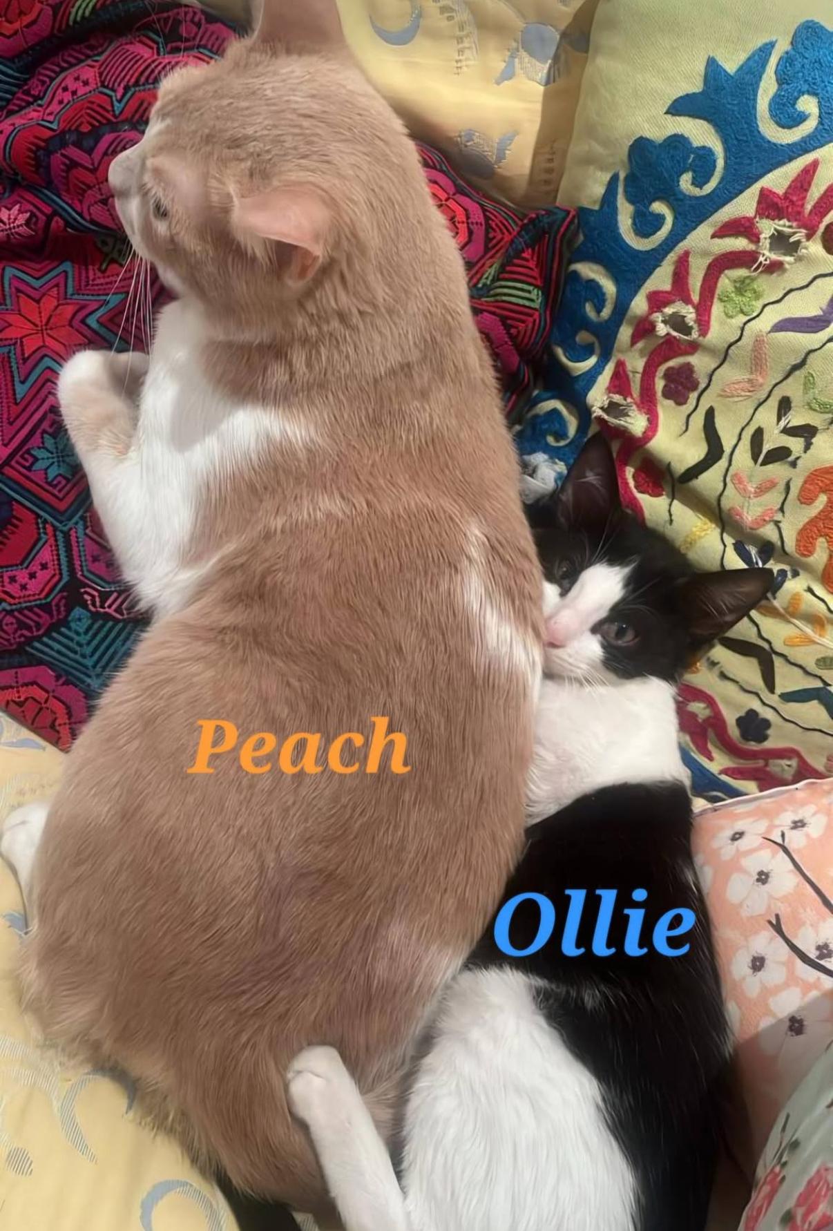 Ollie, ADOPTABLE, Young Male Domestic Short Hair.