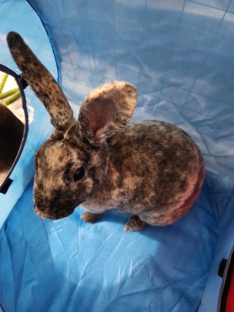 Harley Quinn, a Adoptable Mini Rex in Ottawa, ON image 4/5