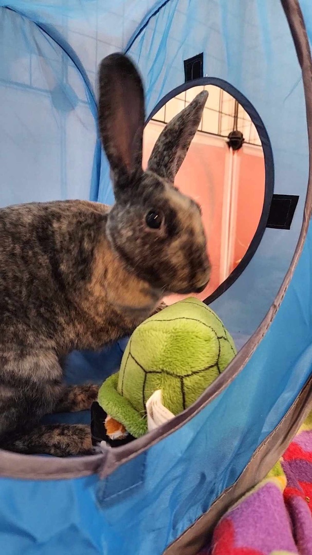 Harley Quinn, a Adoptable Mini Rex in Ottawa, ON image 5/5