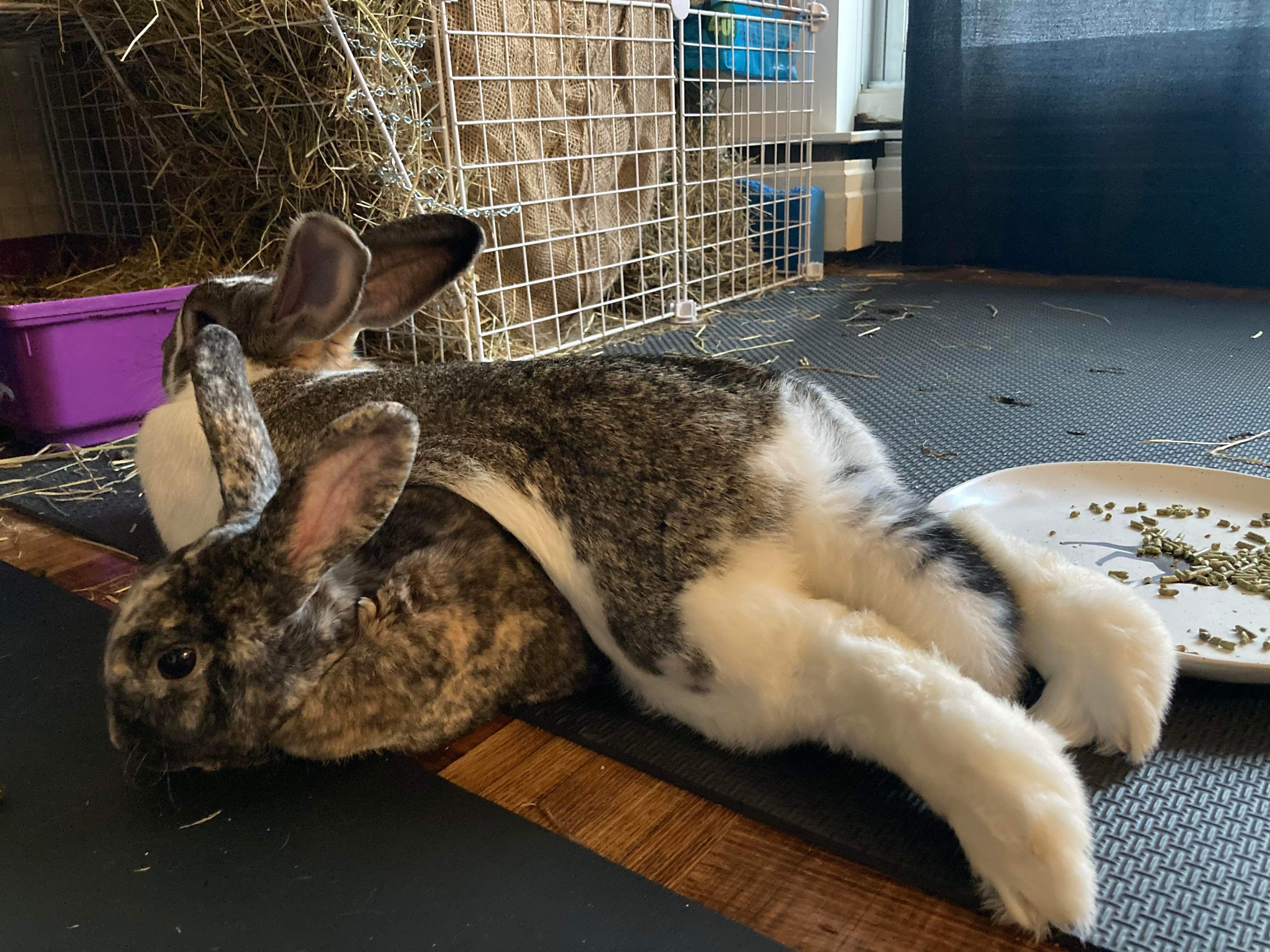 Harley Quinn, a Adoptable Mini Rex in Ottawa, ON image 1/5