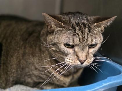 Blossom, Adoptable, Adult Female Domestic Short Hair & Domestic Short Hair.