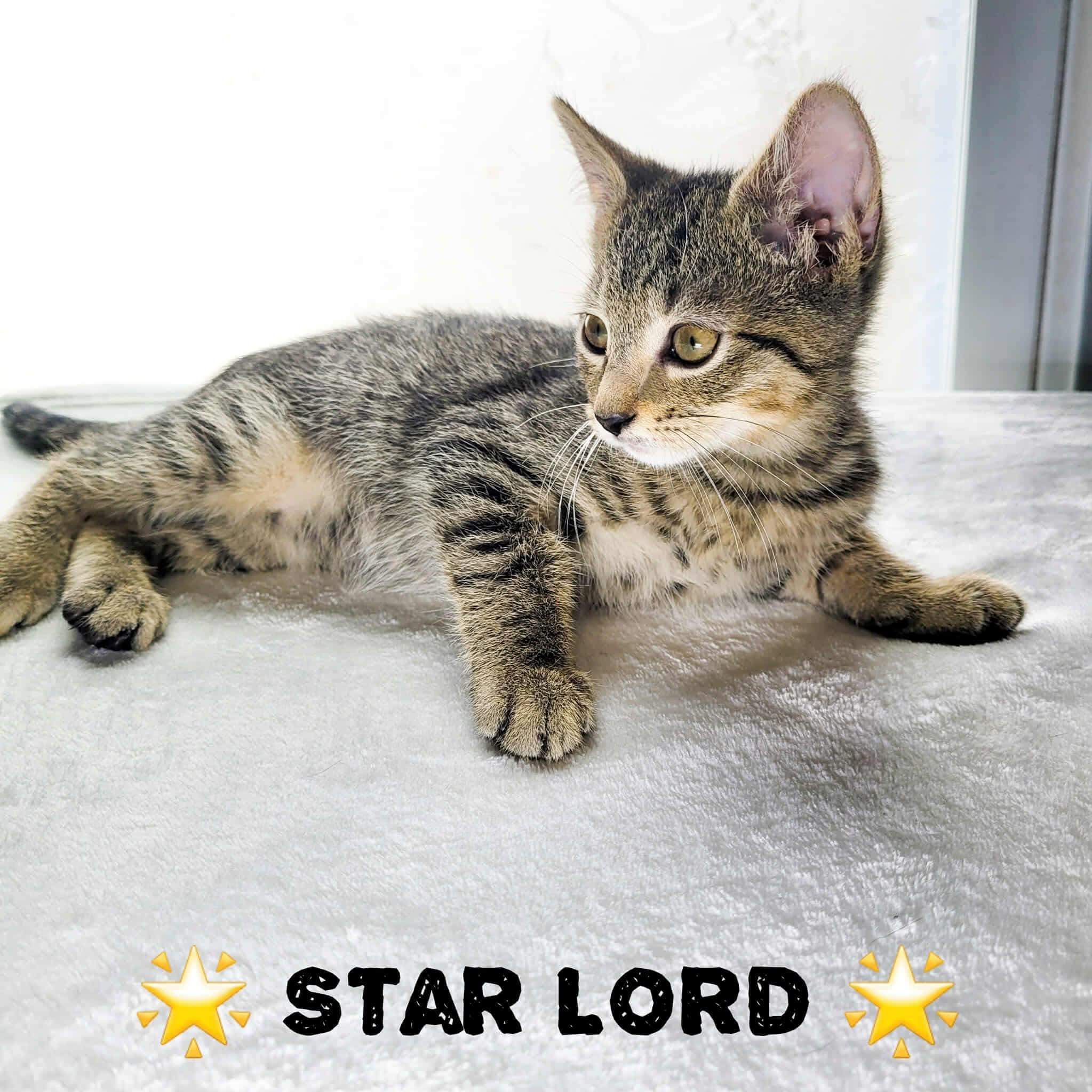Star Lord & Celeste - Bonded Pair photo 4