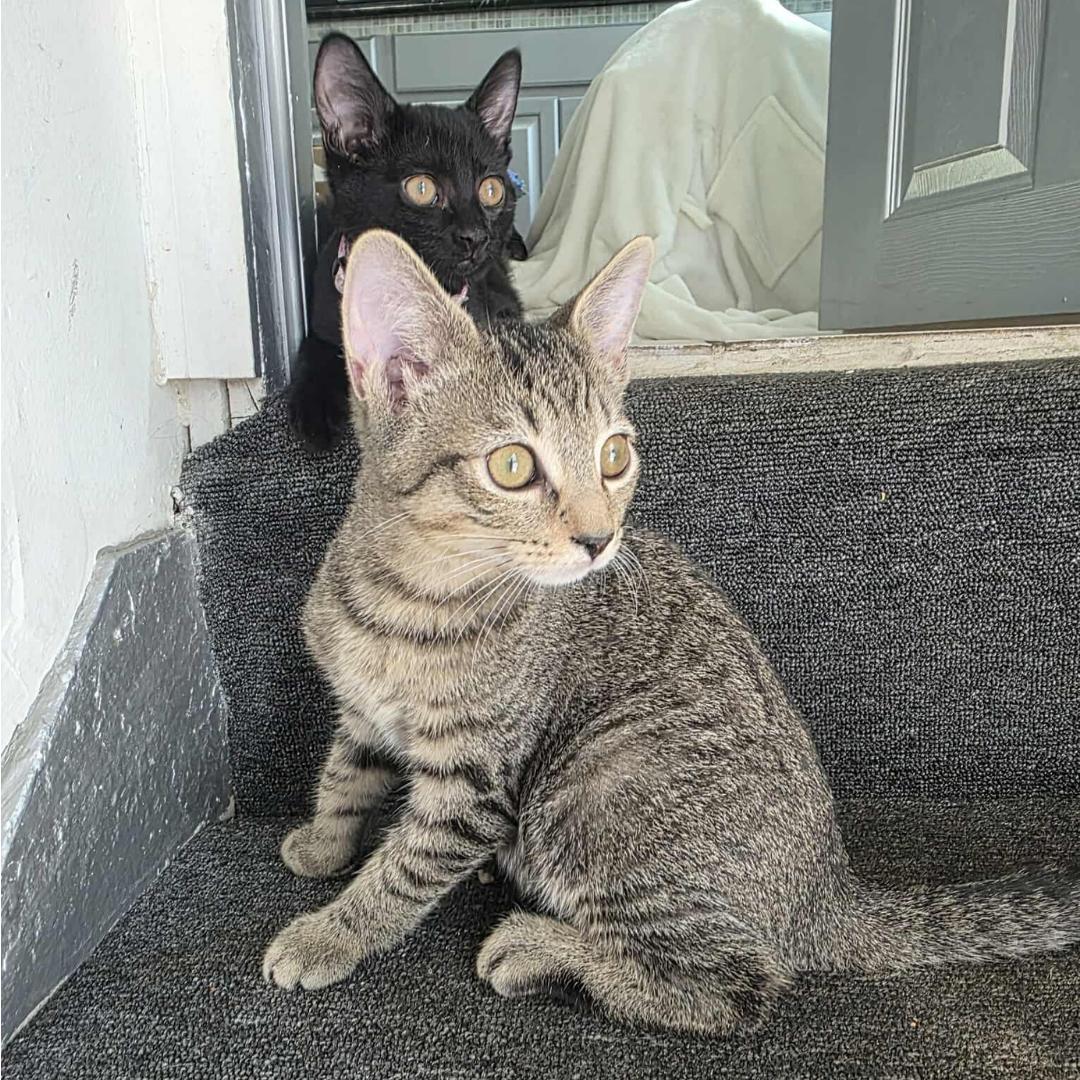 Star Lord & Celeste - Bonded Pair photo 2