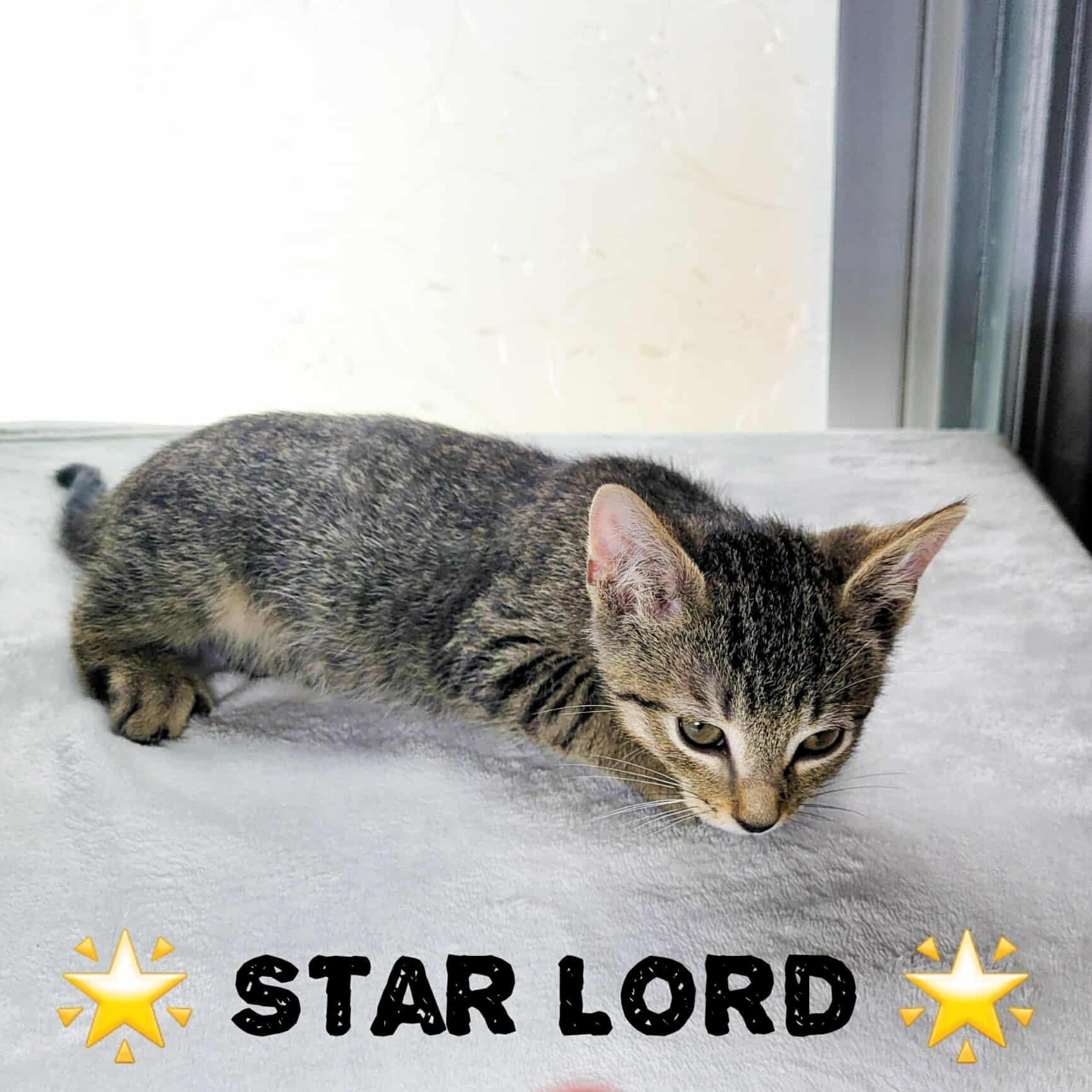 Star Lord & Celeste - Bonded Pair photo 6