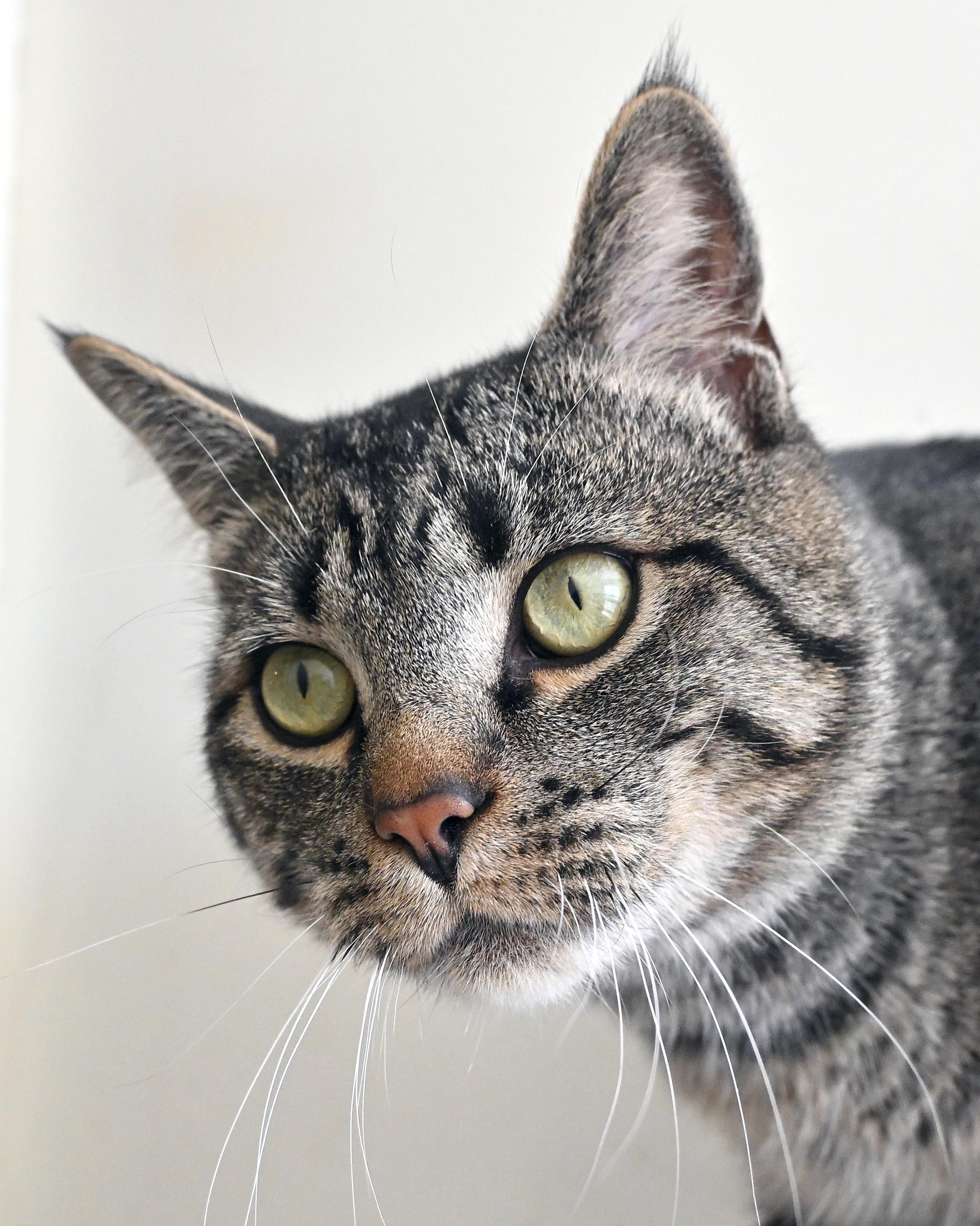 Enlarge Molecule "Mole", a ADOPTABLE Domestic Short Hair in Corrales, NM image 2/2