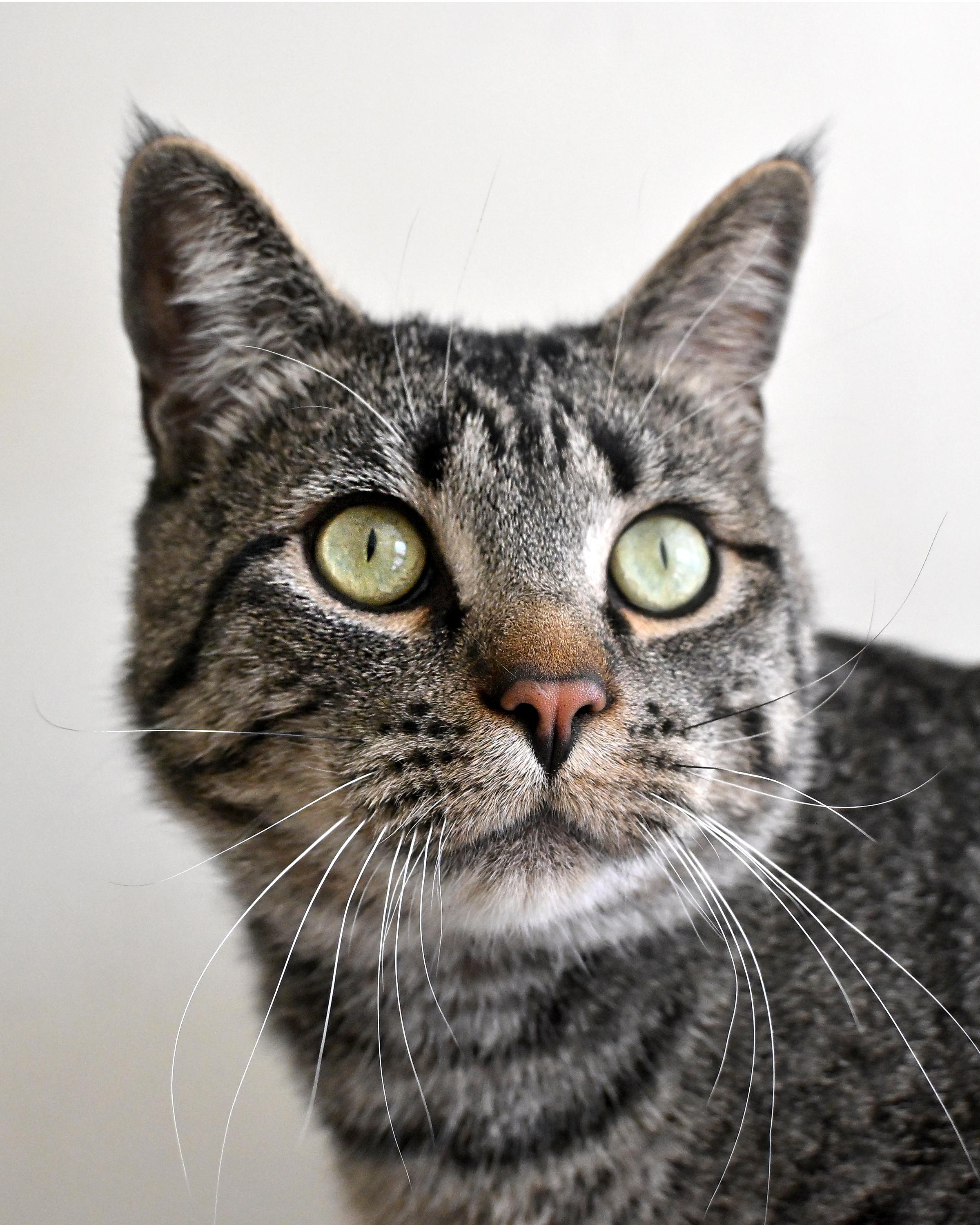 Enlarge Molecule "Mole", a ADOPTABLE Domestic Short Hair in Corrales, NM image 1/2