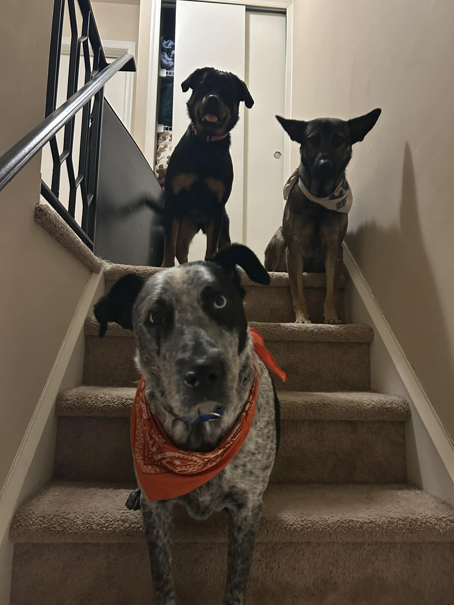 Enlarge Angel, a ADOPTABLE Rottweiler in Perkasie, PA image 6/6